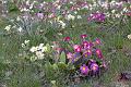 5. Primroses & primulas